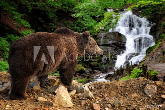 Picture of Big brown bear standing on a rock near a waterfall